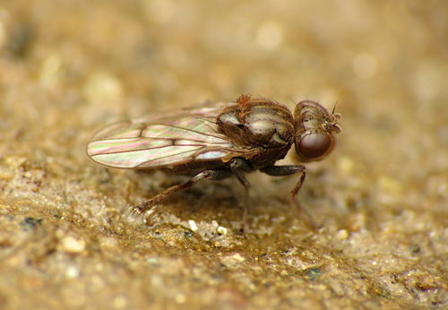 Photograph of Parydra