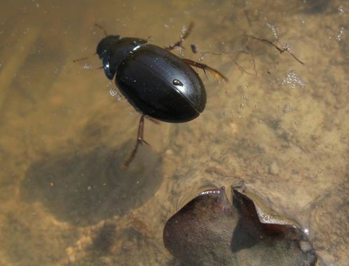 Kleiner Kolbenwasserkäfer