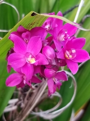 Spathoglottis unguiculata