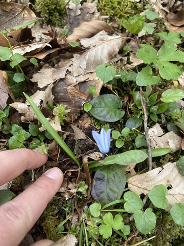 Scilla monanthos