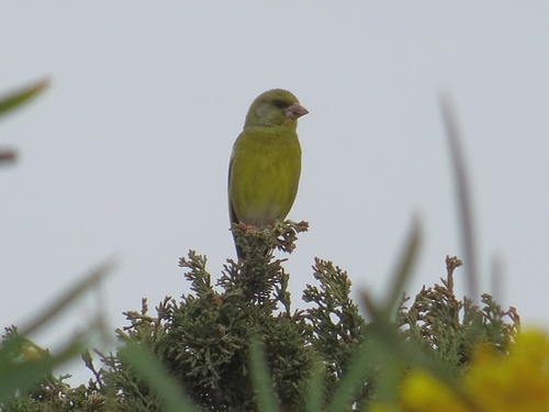 Avistamiento Chloris chloris