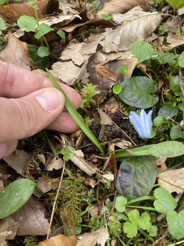 Scilla monanthos