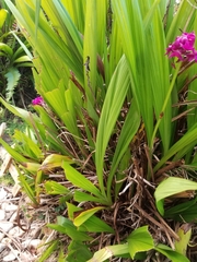 Spathoglottis unguiculata