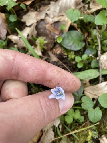 Scilla monanthos