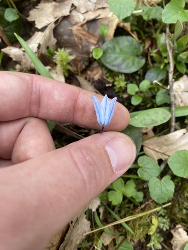Scilla monanthos