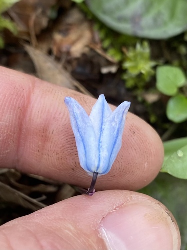 Scilla monanthos