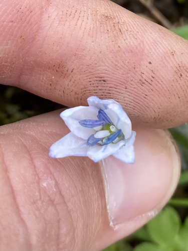 Scilla monanthos
