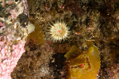 Isoparactis fionae