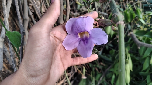Blue Trumpet Vine (Thunbergia laurifolia)
