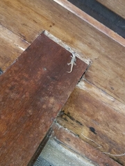Sphaerodactylus molei