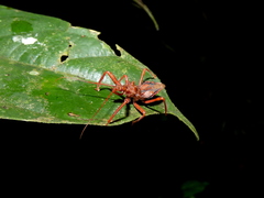 Erbessus