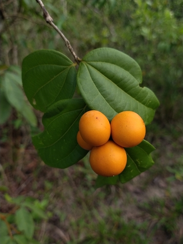 Strychnos atlantica