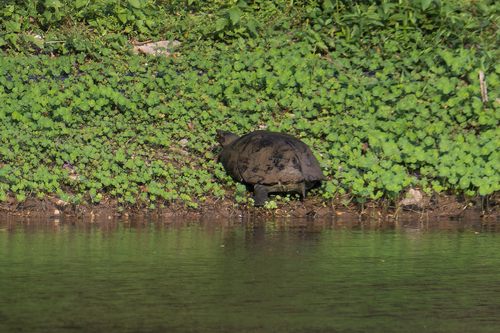 Yellow-headed Temple Turtle