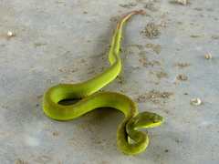 Trimeresurus insularis