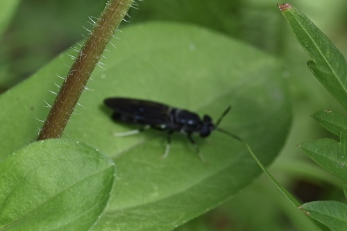 Unknown species found near N 16th St, McAllen, TX, US