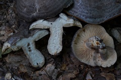 Lactarius flexuosus