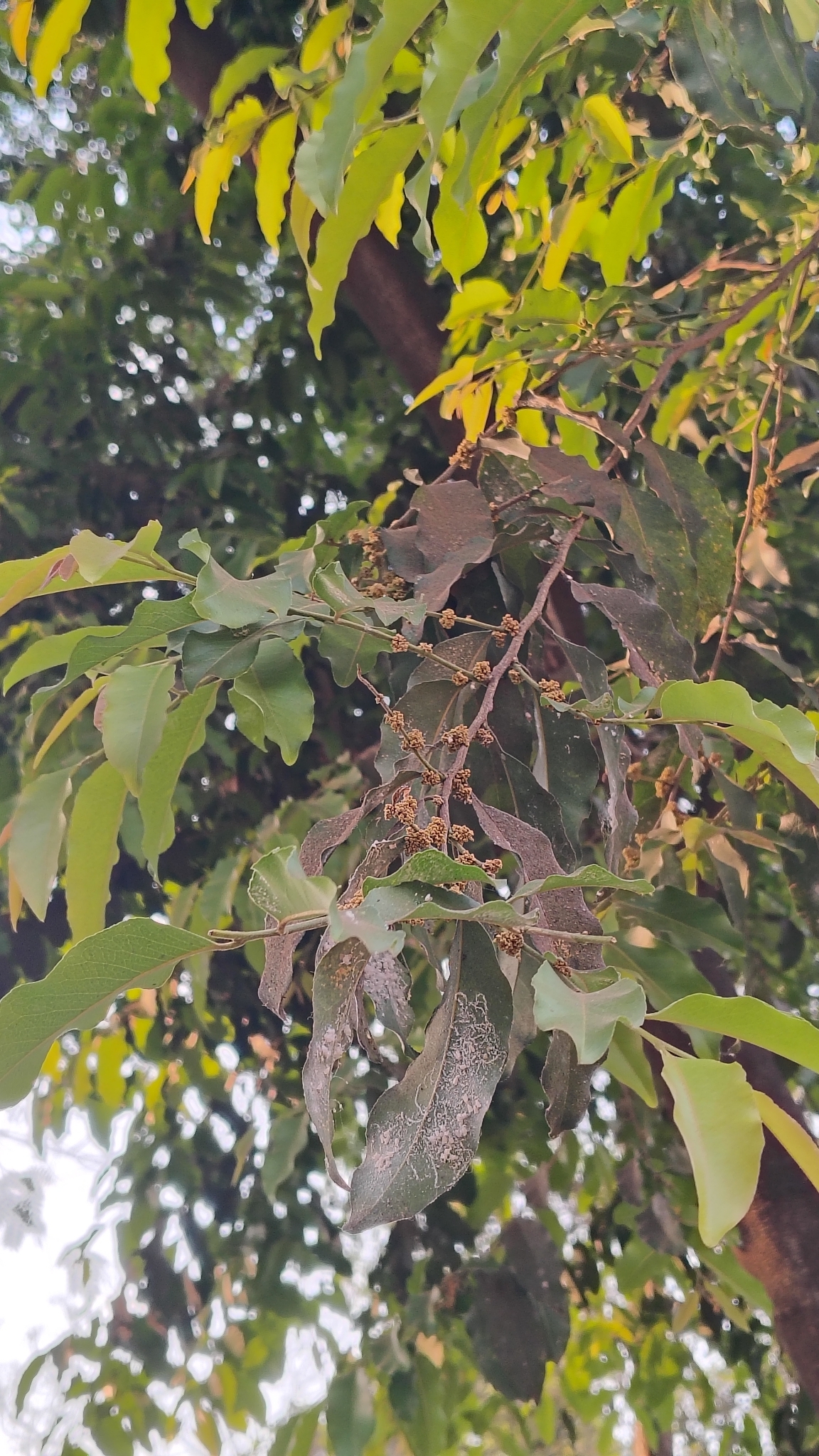 Putranjiva Roxburghii (Putranjiva roxburghii)