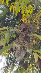 Putranjiva roxburghii