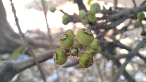 Opposite-leaved fig (Ficus hispida)