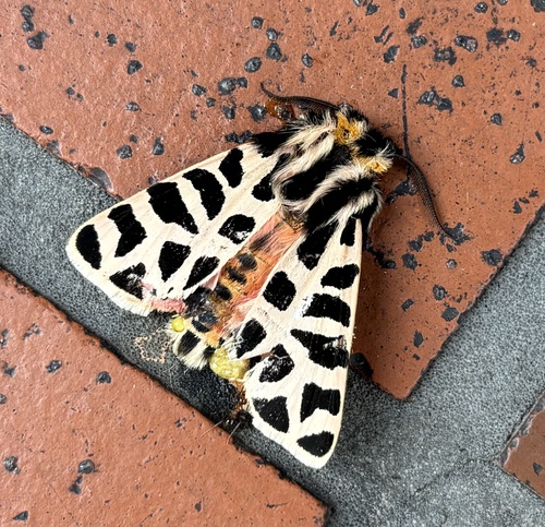 Immaculate Tiger Moth photo 2