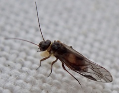 Caeciliusidae