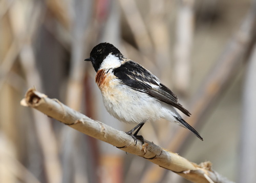 Siberian Stonechat