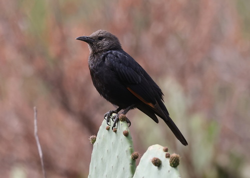 Tristram's Starling