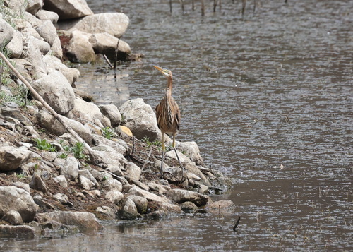 Purple Heron