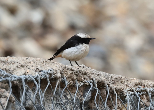 Arabian Wheatear