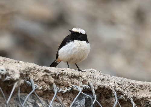 Arabian Wheatear (Oenanthe lugentoides), photo 3