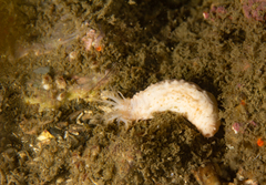 Pentactella leonina