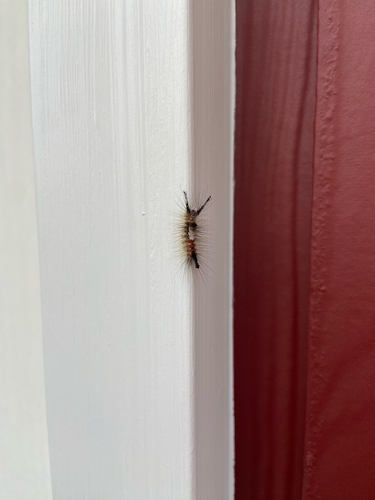 iNaturalist observation photo of Orgyiini