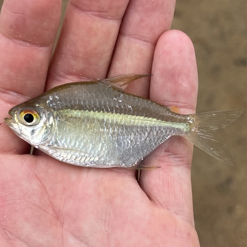Bigscale tetra (Moenkhausia grandisquamis) — Characidae — 3