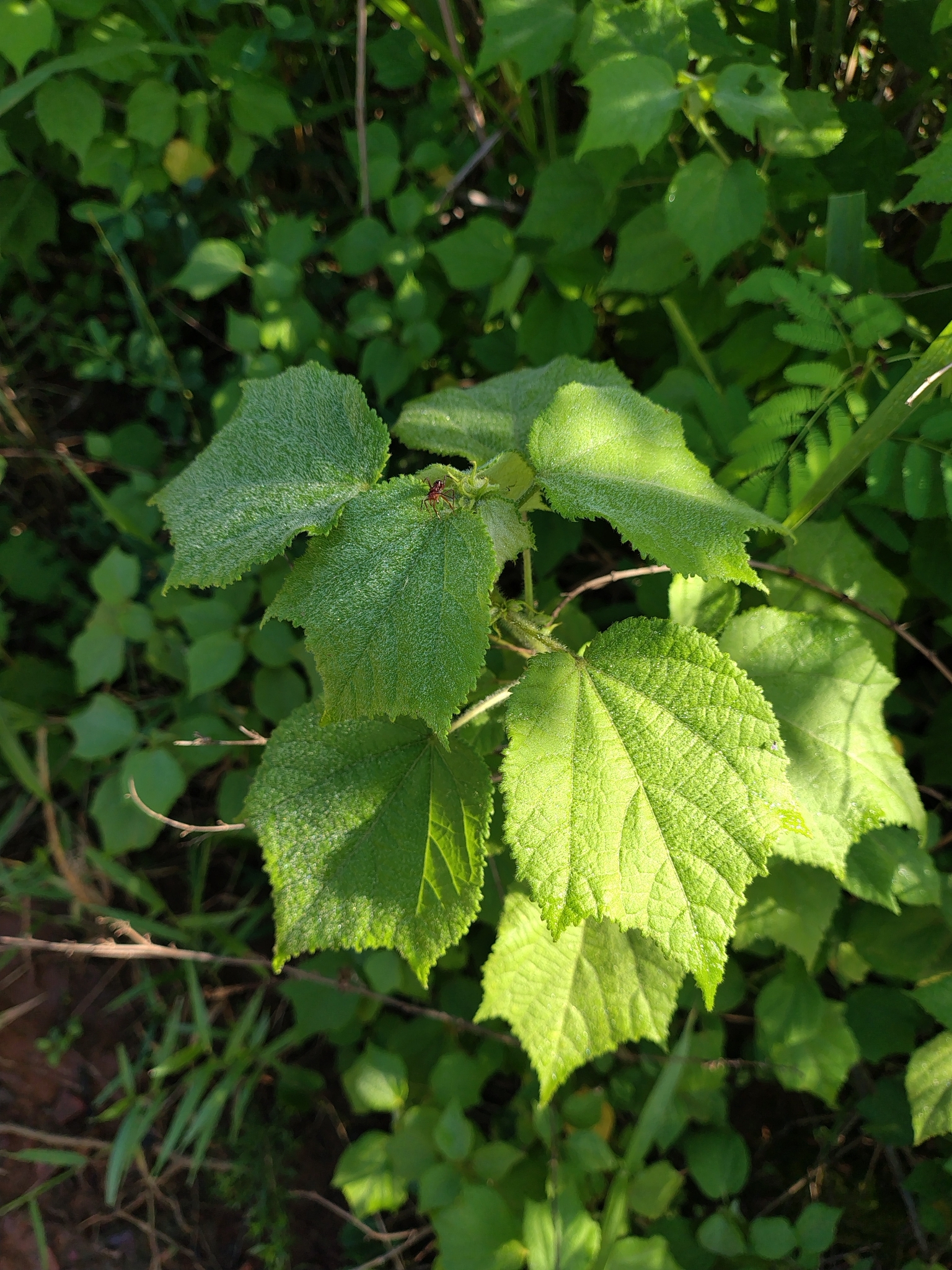 Triumfetta semitriloba