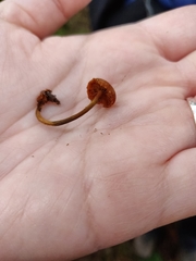 Heimiomyces fulvipes