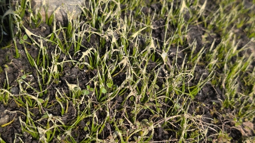 Black-spored Quillwort (Isoetes melanospora)