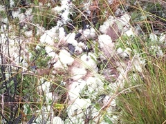 Sticherus cryptocarpus