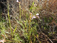 Astragalus distortus