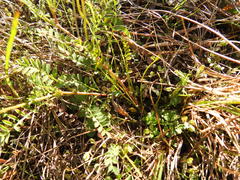 Astragalus distortus