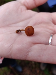 Heimiomyces fulvipes