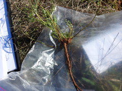 Astragalus distortus