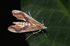 Agathodes designalis
