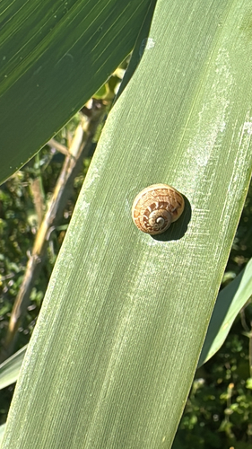 Cornu aspersum