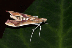 Agathodes designalis