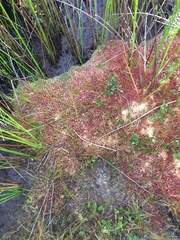 Sphagnum magellanicum