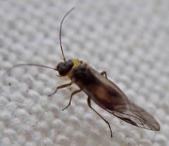 Caeciliusidae