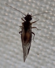 Caeciliusidae