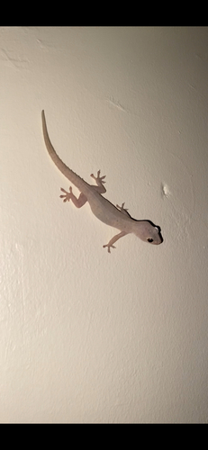 Hemidactylus frenatus