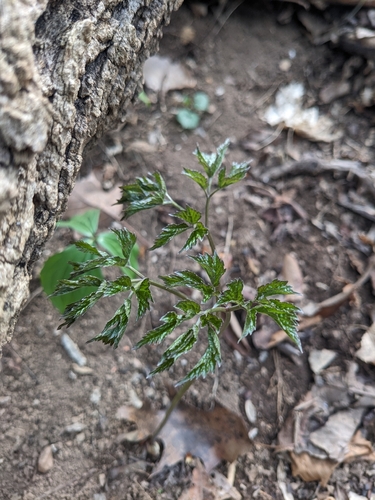 Black Cohosh (Actaea racemosa)