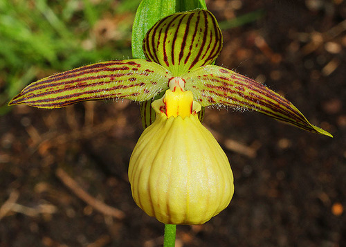 Farrer's cypripedium (Cypripedium farreri)